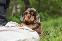 Asher, a male Cocker Spaniel for sale in Baltic, OH – 7 of 8