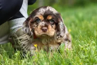 Asher, a male Cocker Spaniel for sale in Baltic, OH – 5 of 8