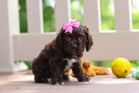 Ellie, a female Cocker Spaniel for sale in Baltic, OH – 2 of 5