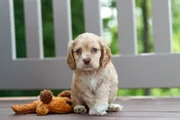 Theo, a male Cocker Spaniel for sale in Baltic, OH – 4 of 9