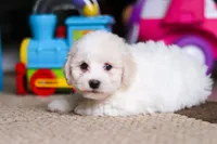 Zeke, a male Bichon Frise for sale in Baltic, OH – Photo 4 of 6