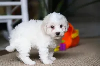 Zeke, a male Bichon Frise for sale in Baltic, OH – Photo 1 of 6