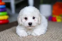 Zeke, a male Bichon Frise for sale in Baltic, OH – Photo 6 of 6