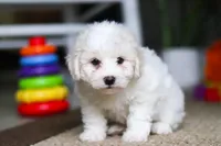 Zeke, a male Bichon Frise for sale in Baltic, OH – Photo 3 of 6