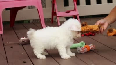 Oliver, a male Bichon Frise for sale in Baltic, OH – 7 of 7