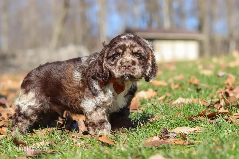Teddy – Cocker Spaniel puppy for sale in Baltic, OH