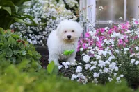 Frankie, a male Bichon Frise for sale in Baltic, OH – 3 of 4