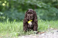 Leo, a male Cocker Spaniel for sale in Baltic, OH – 2 of 6