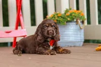 Asher, a male Cocker Spaniel for sale in Baltic, OH – 7 of 9