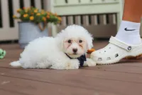 Oliver, a male Bichon Frise for sale in Baltic, OH – 6 of 7