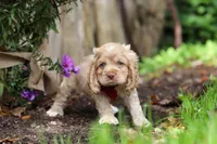 Maverick, a male Cocker Spaniel for sale in Baltic, OH – 3 of 6