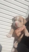 Rusty, a male American Bully for sale in Chesapeake, VA – 4 of 5