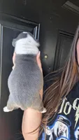 Athena, a female American Bully for sale in Chesapeake, VA – 4 of 8