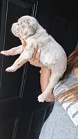 Elliot, a male American Bully for sale in Chesapeake, VA – 4 of 8