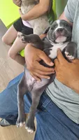 Valor, a male American Bully for sale in Chesapeake, VA – 5 of 6
