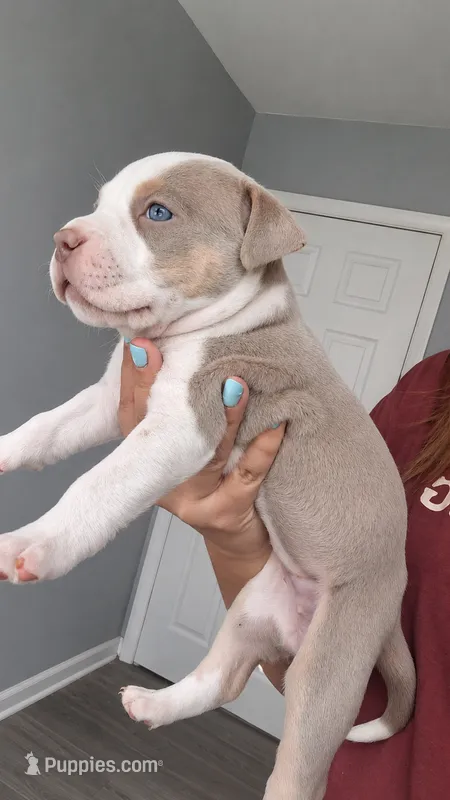 Lilly – American Bully puppy on hold in Chesapeake, VA