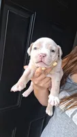 Elliot, a male American Bully for sale in Chesapeake, VA – 3 of 8