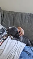 Valor, a male American Bully for sale in Chesapeake, VA – 4 of 6