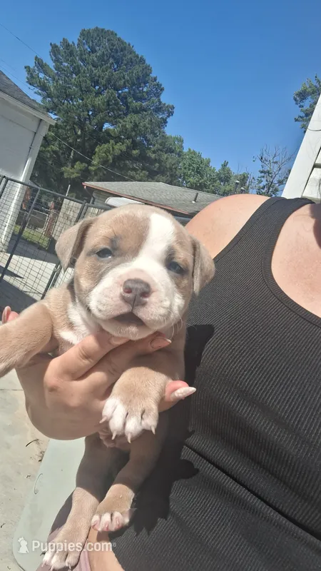 Tucker – American Bully puppy for sale in Chesapeake, VA