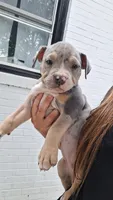 Bluey, a female American Bully for sale in Chesapeake, VA – 4 of 4