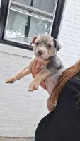 Bluey, a female American Bully for sale in Chesapeake, VA – 2 of 4