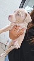 Millie, a female American Bully for sale in Chesapeake, VA – 3 of 9