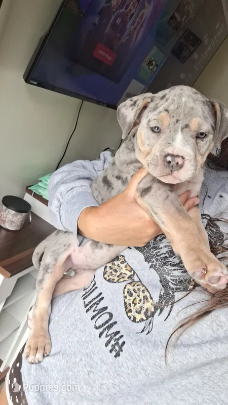 Bluey – American Bully puppy for sale in Chesapeake, VA