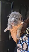 Sadie, a female American Bully for sale in Chesapeake, VA – 2 of 9