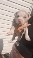 Honey, a female American Bully for sale in Chesapeake, VA – 3 of 6