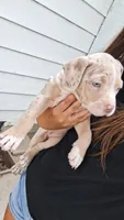 Millie, a female American Bully for sale in Chesapeake, VA – 2 of 9