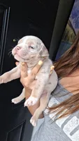 Elliot, a male American Bully for sale in Chesapeake, VA – 6 of 8