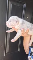 Millie, a female American Bully for sale in Chesapeake, VA – 1 of 7