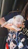 Elliot, a male American Bully for sale in Chesapeake, VA – 2 of 8
