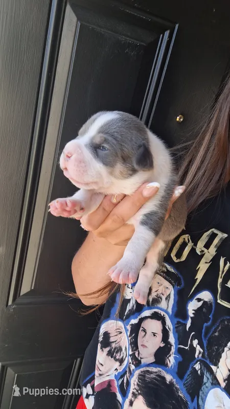 Athena – American Bully puppy for sale in Chesapeake, VA