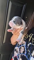 Athena, a female American Bully for sale in Chesapeake, VA – 1 of 8