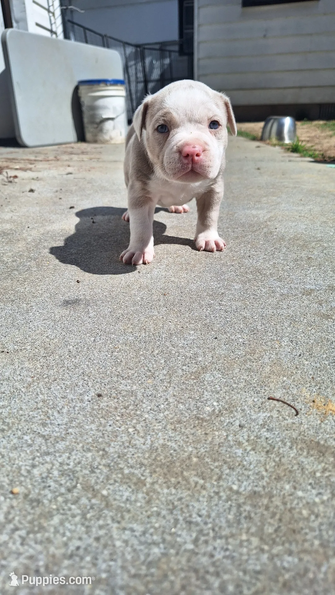 Honey, a female American Bully for sale in Chesapeake, VA – 2 of 6