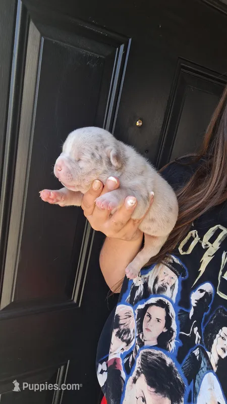 Elliot – American Bully puppy for sale in Chesapeake, VA