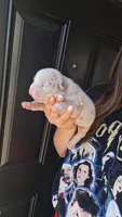 Elliot, a male American Bully for sale in Chesapeake, VA – 1 of 8