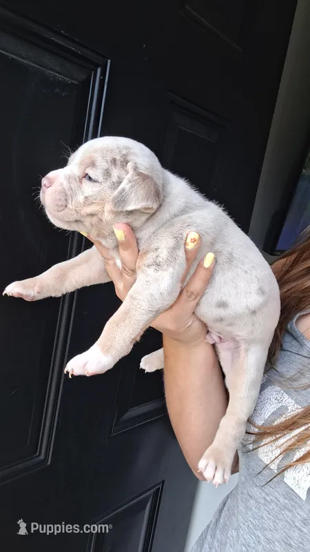Elliot – American Bully puppy for sale in Chesapeake, VA