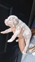 Elliot, a male American Bully for sale in Chesapeake, VA – 1 of 8