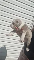 Honey, a female American Bully for sale in Chesapeake, VA – 5 of 6