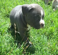Valor, a male American Bully for sale in Chesapeake, VA – 3 of 6