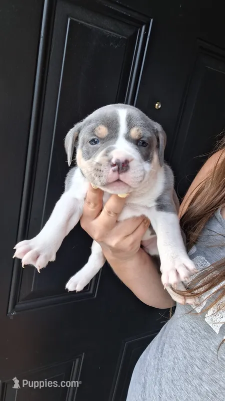 Athena – American Bully puppy for sale in Chesapeake, VA