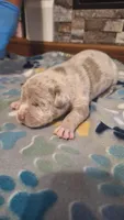 Beau, a male American Bully for sale in Chesapeake, VA – Photo 2 of 10