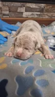 Beau, a male American Bully for sale in Chesapeake, VA – Photo 7 of 10