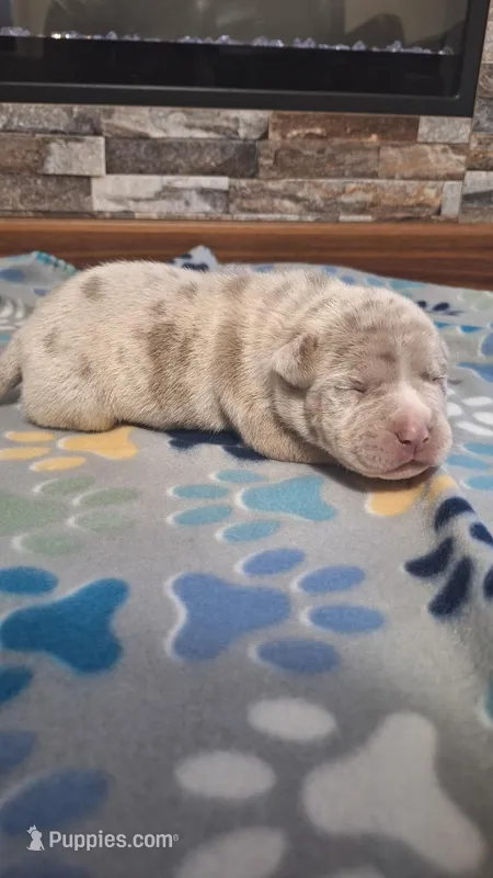 Beau – American Bully puppy for sale in Chesapeake, VA