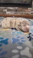 Beau, a male American Bully for sale in Chesapeake, VA – Photo 1 of 10