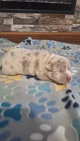 Beau, a male American Bully for sale in Chesapeake, VA – Photo 4 of 10