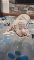 Beau, a male American Bully for sale in Chesapeake, VA – Photo 5 of 10