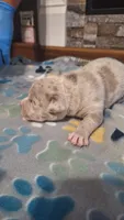 Beau, a male American Bully for sale in Chesapeake, VA – Photo 3 of 10
